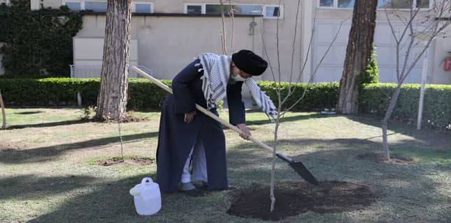 شجرکاری