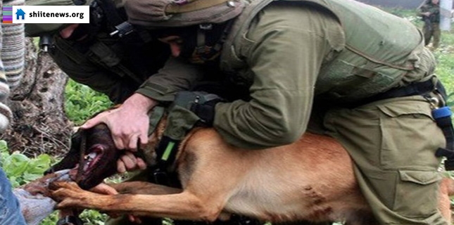 Israeli Soldiers Set Dogs on Palestinian Kid
