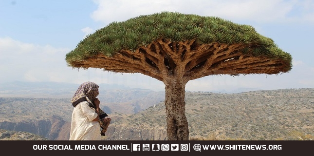 Report: UAE issues Emirati ID cards for residents of Yemen’s Socotra