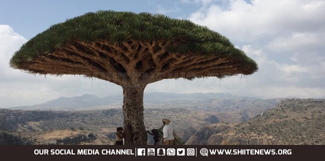 Top Yemeni official urges UAE to withdraw from Socotra Island immediately