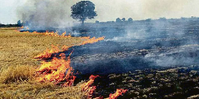 After Shia target killing, Takfiri terrorists started burning crops of Shia landowners