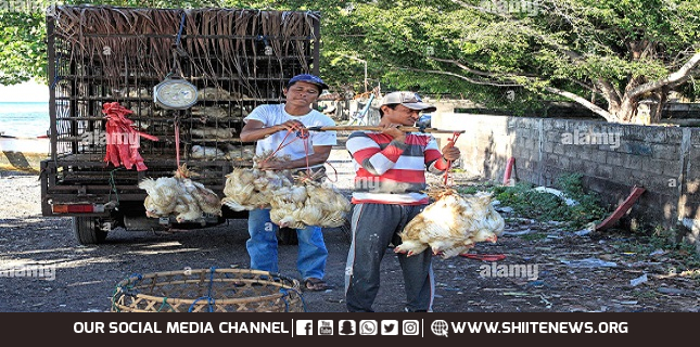 Takfiris looted chickens after flour from a truck going to Parachinar