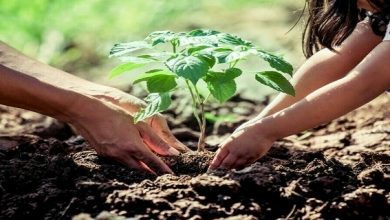 Allama Domki takes part in tree plantation campaign in Jacobabad