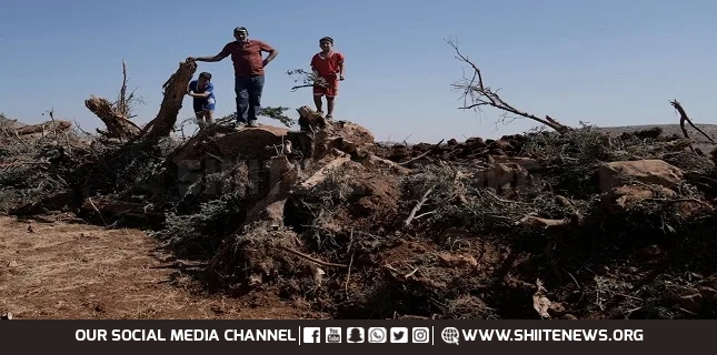 IOF, settlers destroy 8,000 trees in one week in West Bank