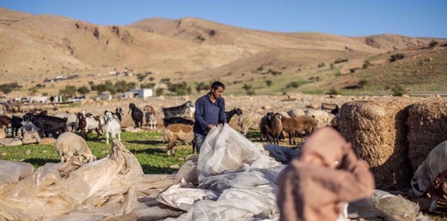 Bedouin village in West Bank fully emptied due to Israeli settler violence